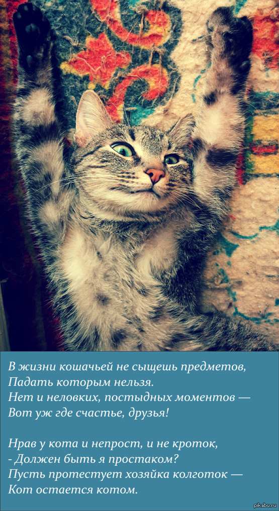 Жизнь без кошек