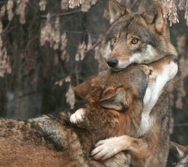Пара Волков - 62 фото | Wolf love, Wolf dog, Wolf photos