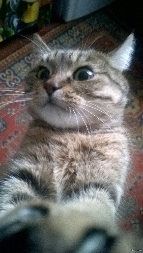 ��������� ����-�����