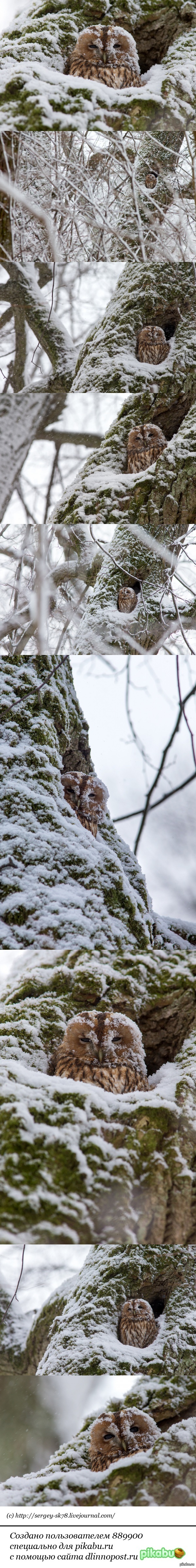 Owl under the snow =) - Owl, Snow, Sergey Klochev, Peterhof, Longpost