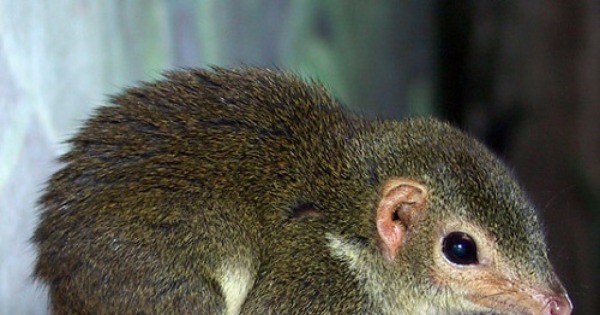 Малайская тупайя. Грызуны приматы. Белка тупайя. Обыкновенная тупайя. Грызуны приматы.