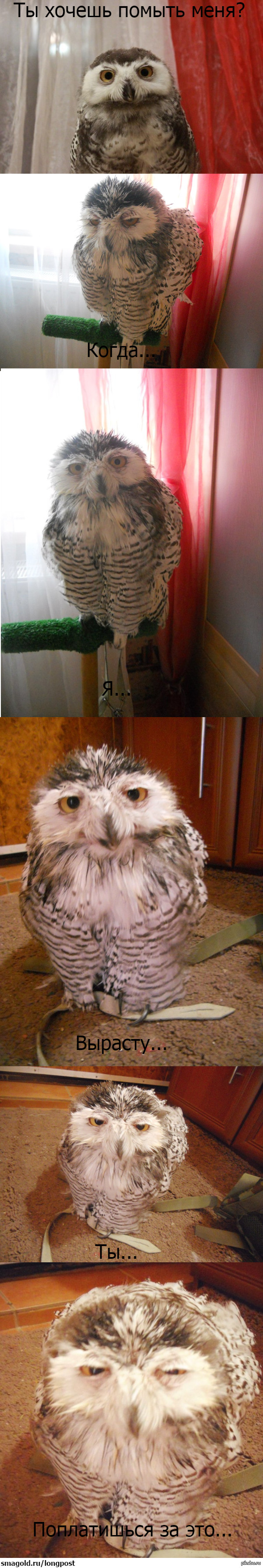 When I decided to wash the owl... - My, Soviet Owl, Owl, Polar owl, Longpost