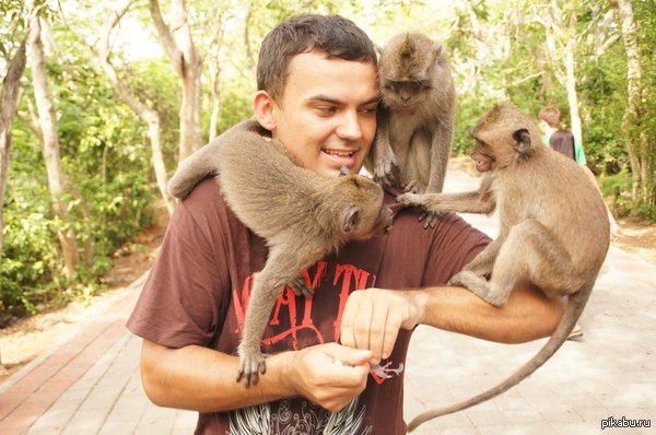 Завербовать макак гораздо проще чем найти себе подругу=).