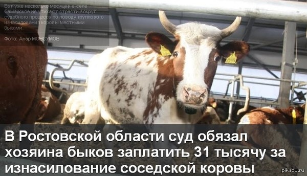 Ростовские быки - они такие. | Пикабу