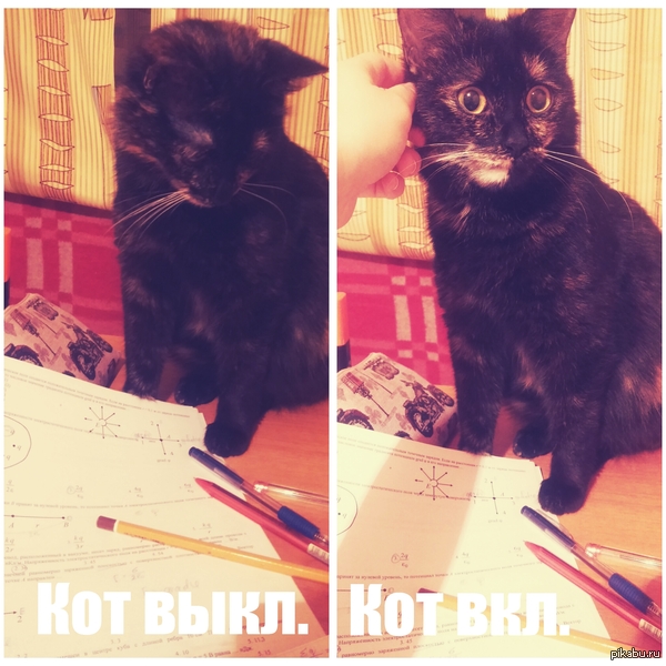 Опции успешно включены:  #ломать  #крушить  #рвать на части