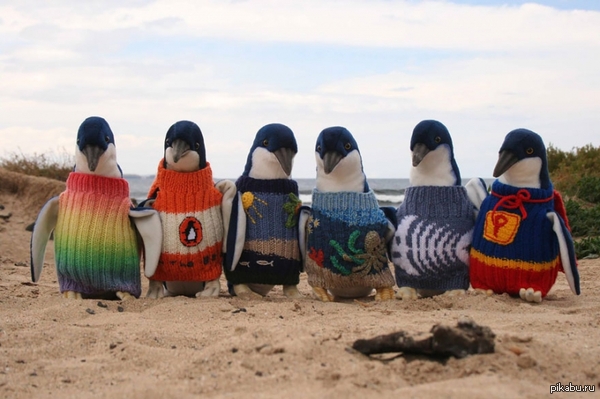 Australia's oldest man knits penguin sweaters - Penguins, Milota, Australia