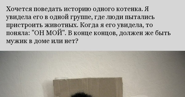 История одного кота | Пикабу