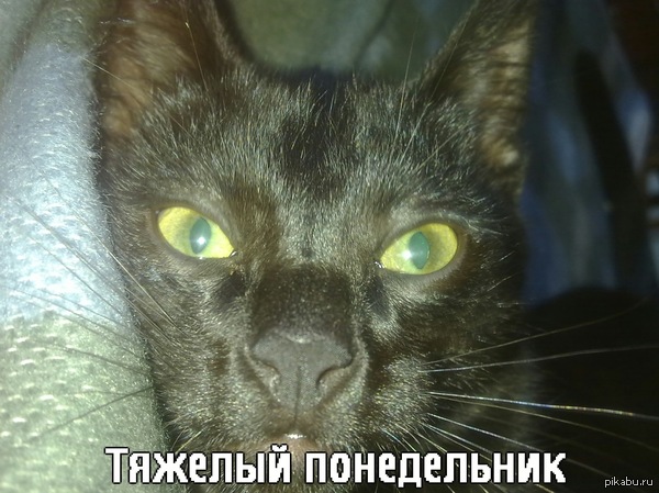 �����������-���� �������