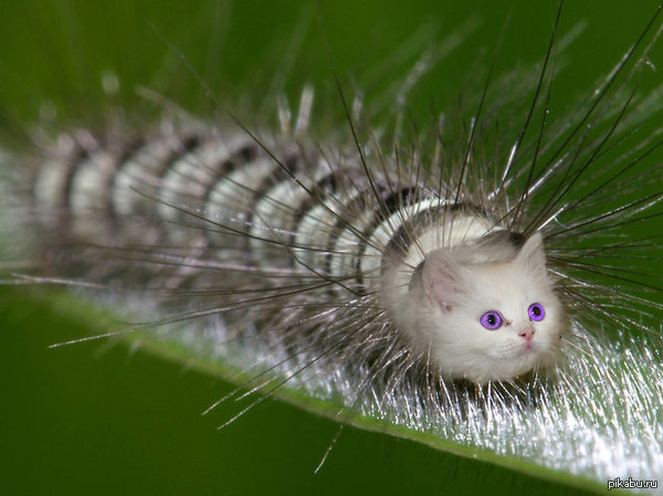 Котогусеничка :)