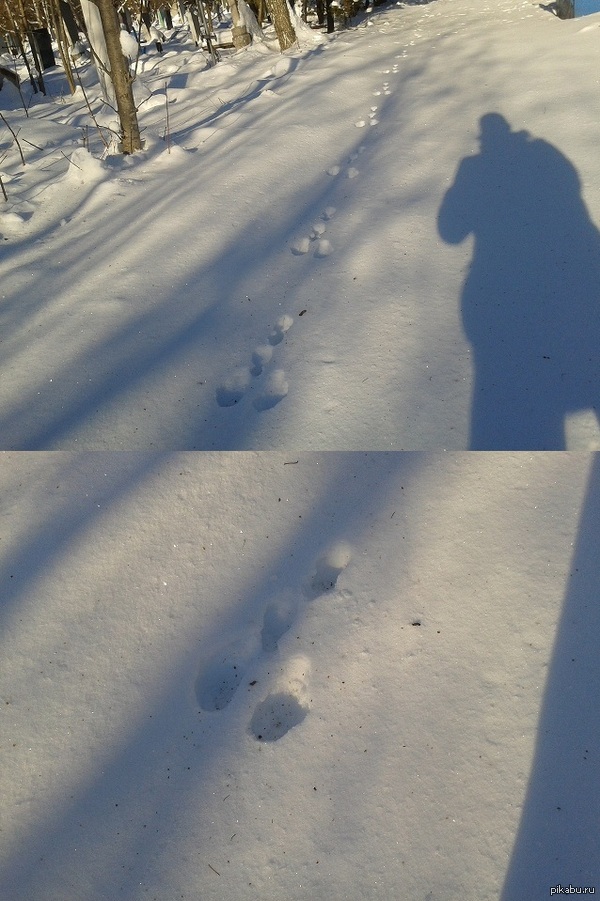 Странные следы