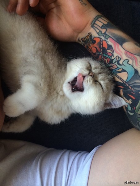 Клевая котея! ;)