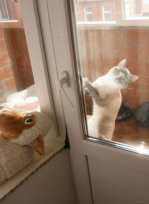 ����, ������!