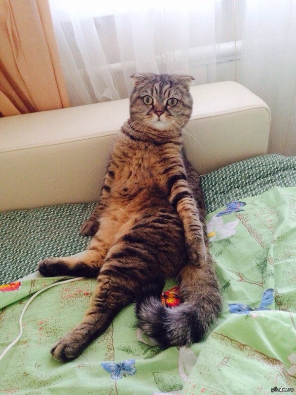 Мне кажется,этот котик претендует на полноценный мем :D