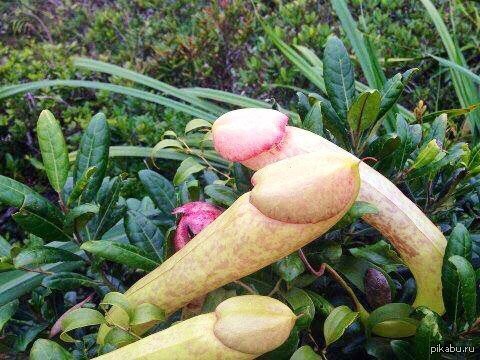 It's simple - a flower from Cambodia with an unusual shape! - Flowers, Flora, Cambodia, Images