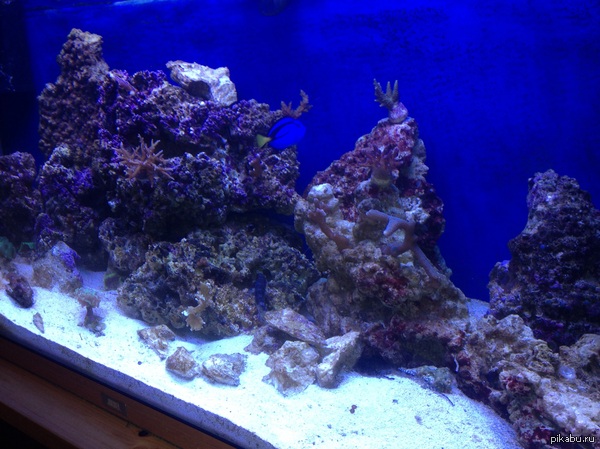 ��� ����� ���� ��� �������� �������