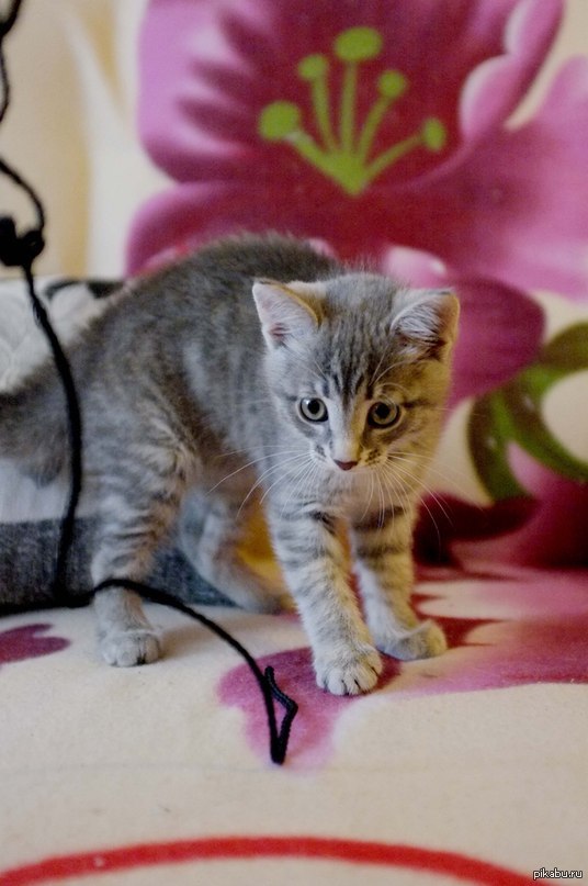 �����������, ���������� ))