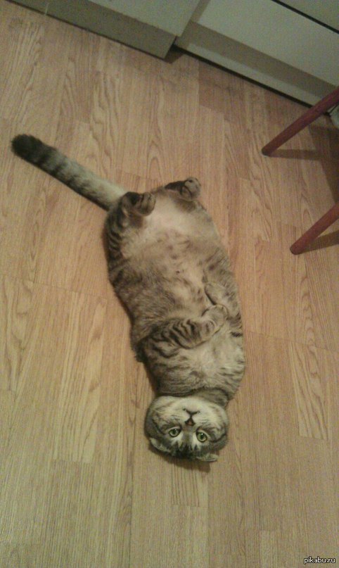 Каждый раз, когда начинаю себе разогревать еду...