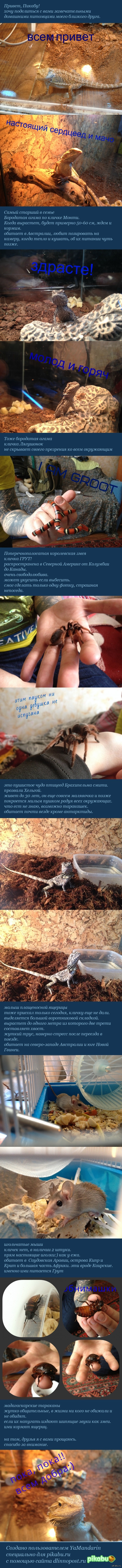 вместо котиков прокатят?