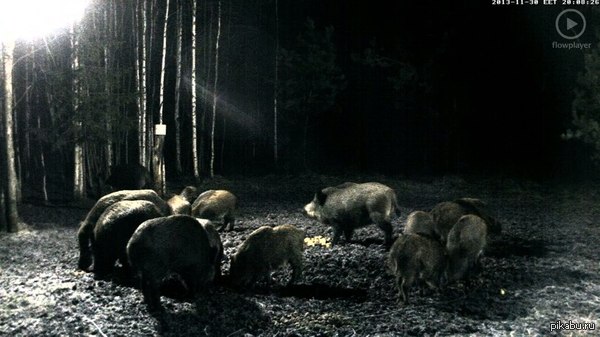 Камера в эстонском лесу