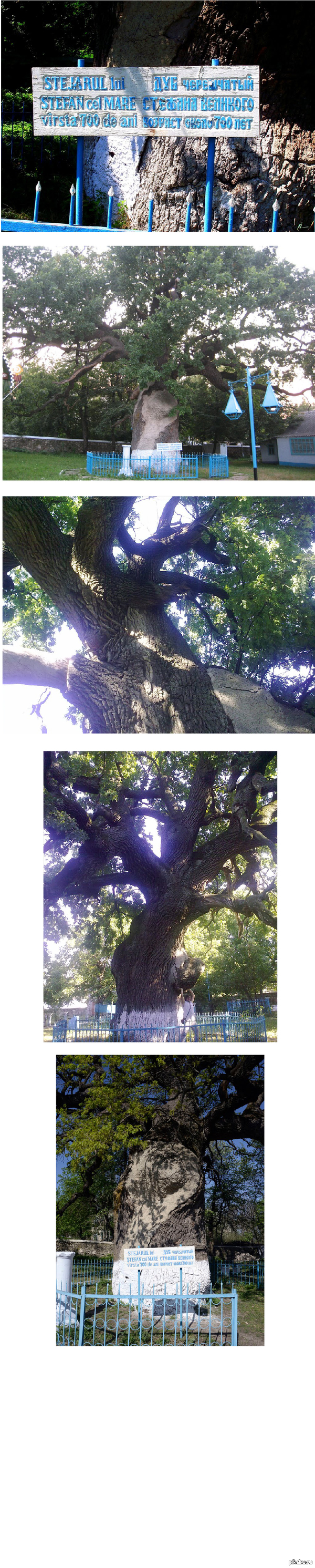 Дуб возрастом более 700 лет.