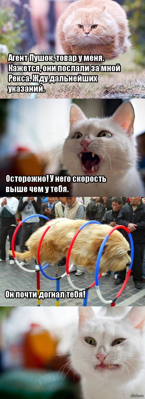 Кошки против собак | Пикабу