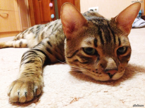 ��� �������