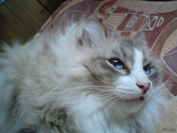 ��������, ������ � ������� �����