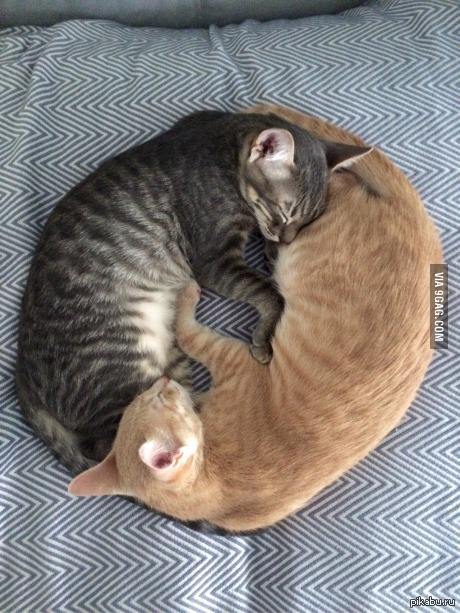 Кусачая кошка. Что любят делать коты. Рыжий кот задумался. Кошка царапается. Анекдоты про кошек.