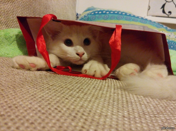 Подарочек жене.