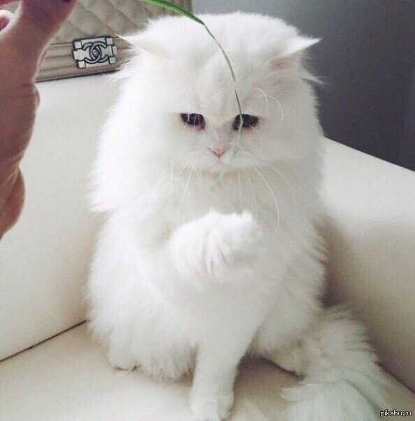 Обидчивый взгляд | Пикабу