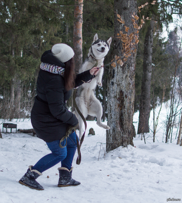 ��������������, �������: �����