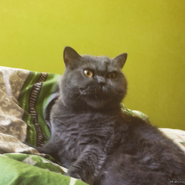 Моя кошка шакал 666