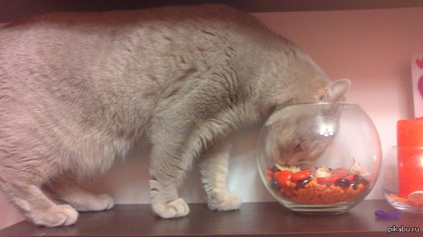 ��� ����� �� ��� ������� ������� ���� �������