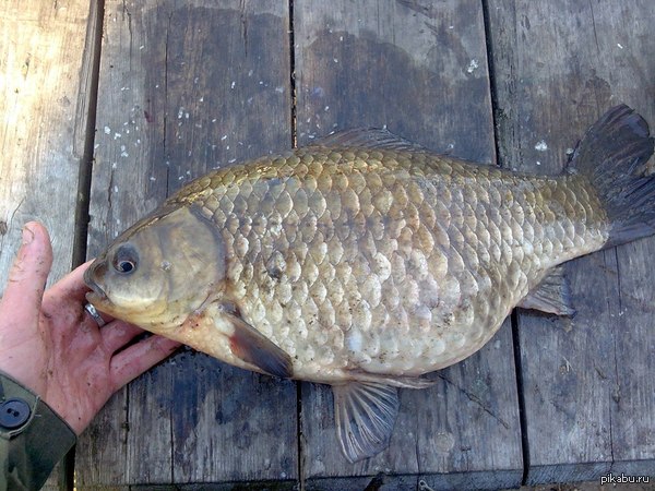 Настоящий трофей, карась 1.9кг