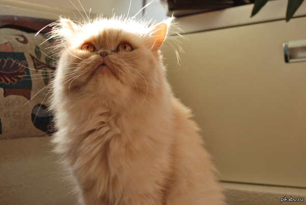 Покажу вам и свою красавицу.