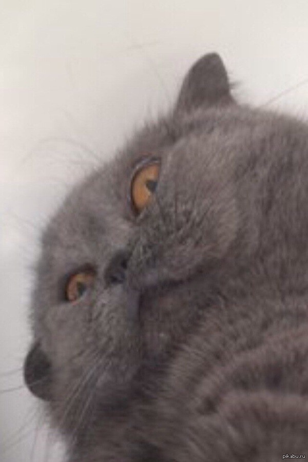 Этот кошак видел некоторое дерьмо