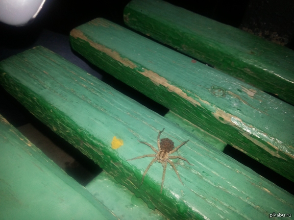 Паучок | Пикабу