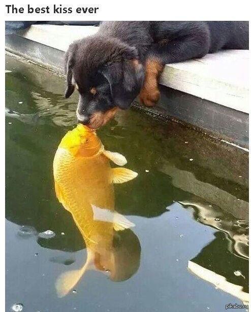 ������ �������