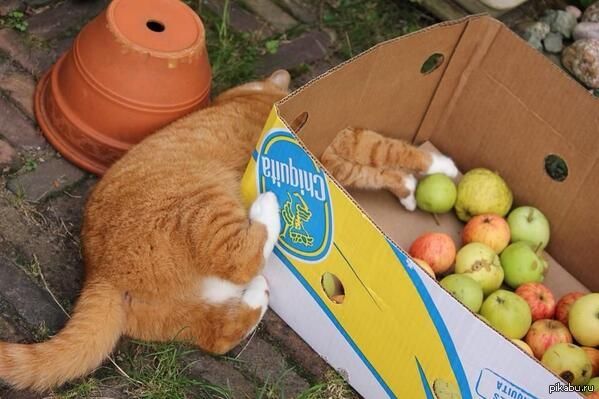 Иди сюда хитрое яблочко!