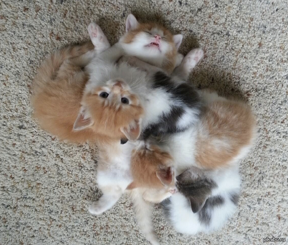 ������� ���������