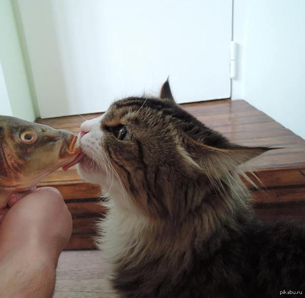 fish kiss - My, cat, A fish, Carp, Kiss