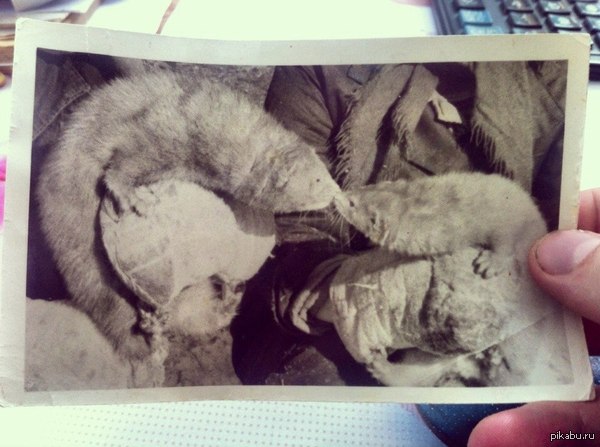 ����� ���� �� ������