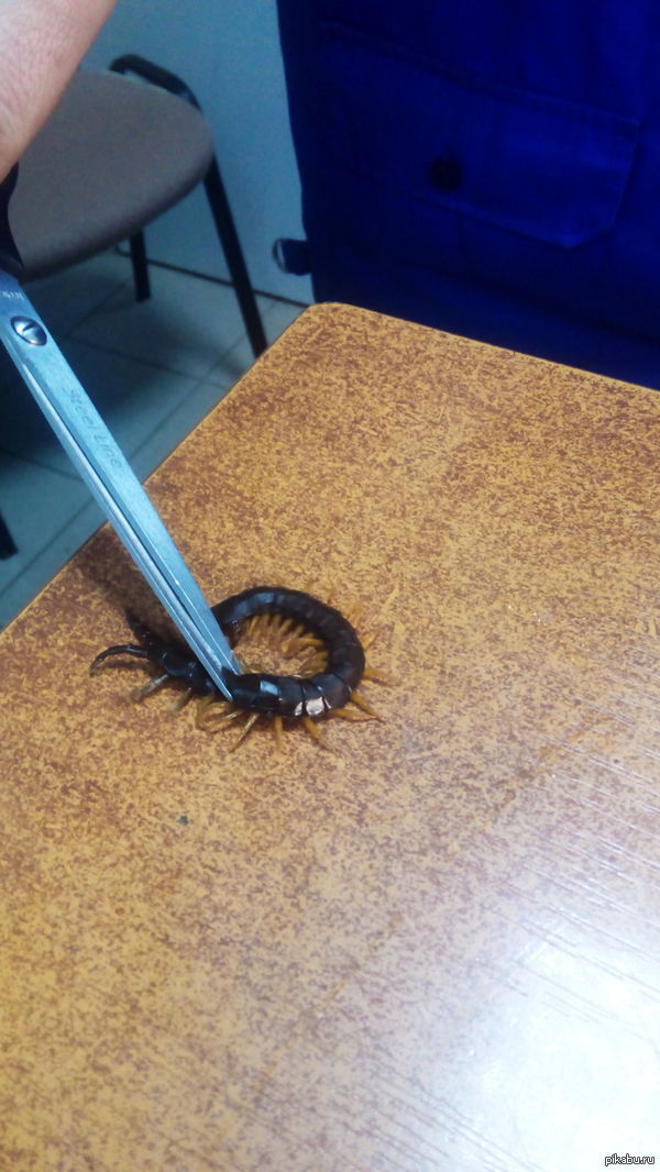 Сколопендра