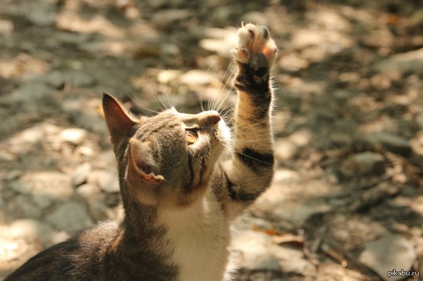 Котей