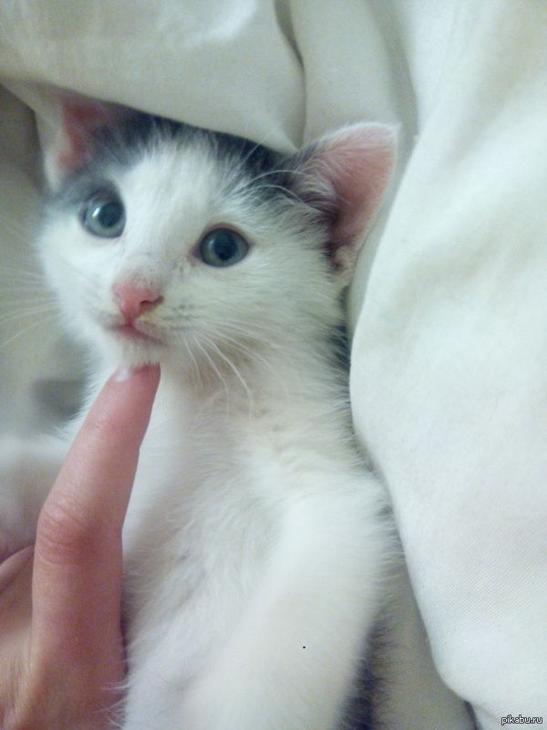 ��� ���, ����� ����) ��������� �� ����� �������� � 1,5 ������)))