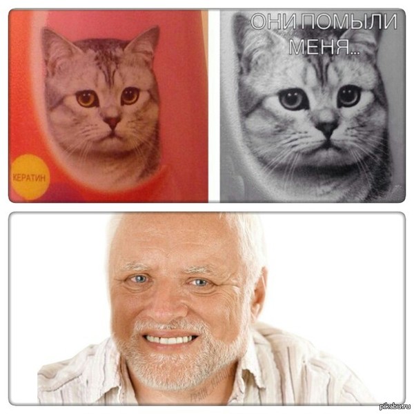 Кот Гарольда