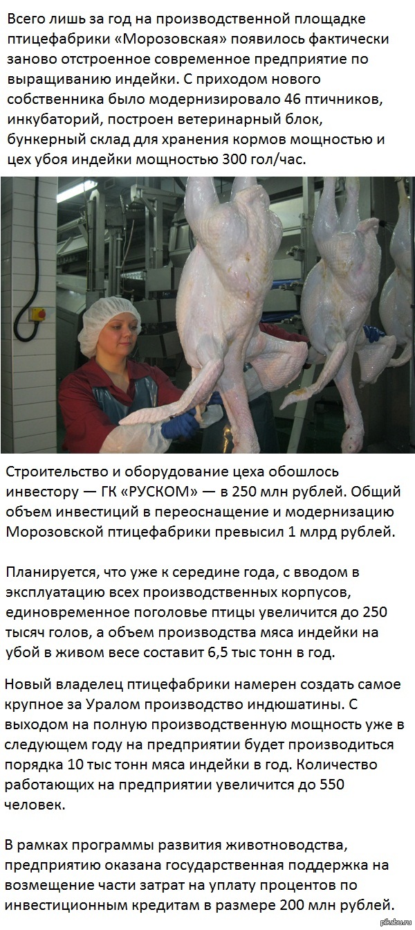 В Омской области запустили крупнейшее в Сибири производство индейки