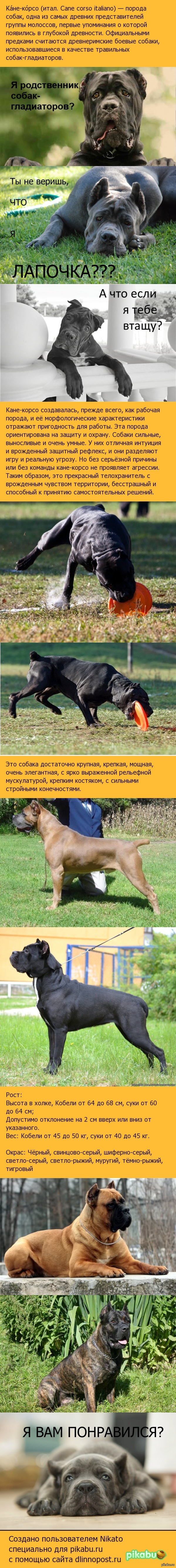 Кане- корсо- собака моей мечты!