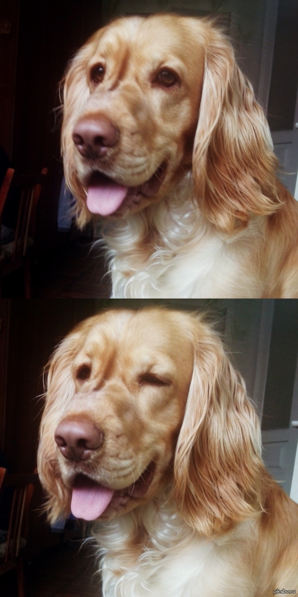 Просто подмигивающая собака )