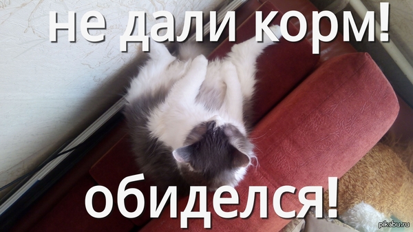 Обиженный кот | Пикабу